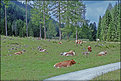 Picture Title - Cows on the Bodenalm