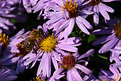 Picture Title - Flowers and Bee I