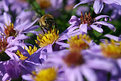 Picture Title - Flowers and Bee II