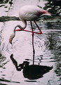 Picture Title - My Flamingo
