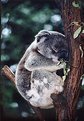 Picture Title - Koala