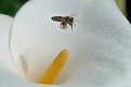 Picture Title - Mr Busy Bee