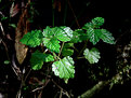 Picture Title - Some leaves