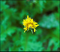 Picture Title - fiore in pianta 