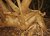 Pisonia - nude1