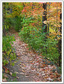 Picture Title - Taking An Autumn Stroll