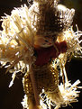 Picture Title - My scarecrow  :o)