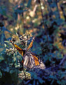 Picture Title - Butterfly sex