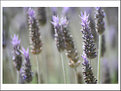 Picture Title - Lavanda