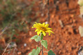 Picture Title - Bee in Flight