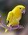Baby Sun Conure