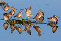 Picture Title - Short-billed Dowitcher II