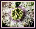 Picture Title - Passionfruit Flower