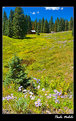 Picture Title - Colorado meadow