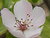 flower2