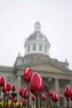Tulip at City Hall