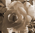 Picture Title - Rosa Sepia