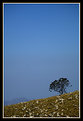 Picture Title - Protea - Lebombo mountains