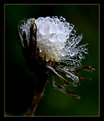 Picture Title - The Water Flower