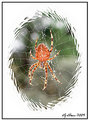 Picture Title - Spider