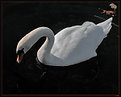 Picture Title - Le Cygne Genevois