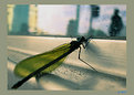 Picture Title - Urban Bug No. 5800