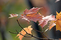 Picture Title - ... Autumn's colors...