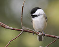 Picture Title - Black Capped Chickadee #2