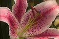 Picture Title - Tiger Lily