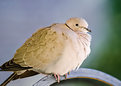Picture Title - Eurasian Collared Dove