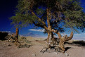 Picture Title - Deserto de Atacama