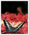 Picture Title - untitled