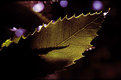 Picture Title - leaf in a leaf