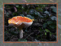 Picture Title - Mushroom I