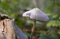 Picture Title - Mushroom II