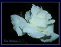 Picture Title - a white rose for.....