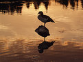 Picture Title - Golden Pond