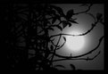 Picture Title - strong moonlight