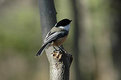 Picture Title - Chickadee