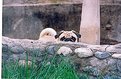 Picture Title - Pug in pond