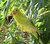 Giamaican bird