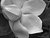Gardenia 1