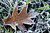 Frosted Oak Leaf