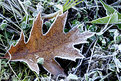 Picture Title - Frosted Oak Leaf
