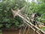 Bamboo Bridge