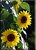 Last Sunflowers of '05