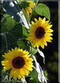 Picture Title - Last Sunflowers of '05