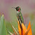 Capistrano's Hummingbird