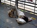 Picture Title - Sleeping Man, Awakened Monkey