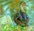 Picture Title - Ducky